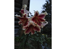 IMG 20180729 204710.jpg