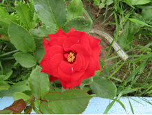 �������� ����� (SPRAY MIRABEL).JPG