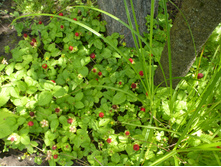 P1070874.JPG ������� 30�.