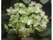 �-��̣��� ��� 1.jpg