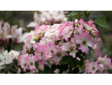 Liola (�����)