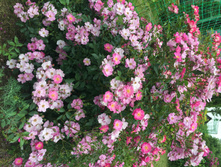 ��������� ���.JPG