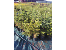 IMG 20180606 180948.jpg