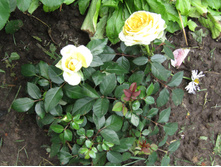 IMG 0583 ����������� ���� �� ��� �� 249 ���.JPG