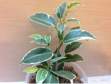 ����� ���� ( ��� )