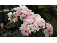 Liola (�����)