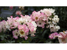 Liola (�����)