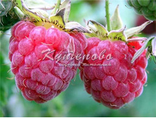 ������ "�����" 161�