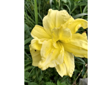 IMG 20180729 121605526 HDR.jpg