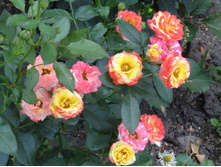 ����������� ���� Sunmaid / ������ ���������