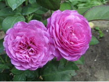 �����/���� ���� Heidi Klum / ������ ���������.JPG