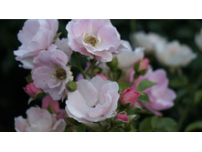 �������������� Sommerwind