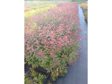 IMG 20180606 180604.jpg