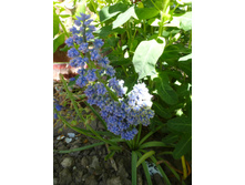 P1070816.JPG �������