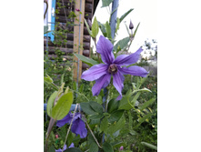 ����� �����