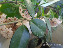 ���� (2).jpg