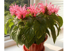 �������� - 350 ���.