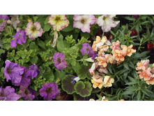 ������� ��������������� ��������� Twilight