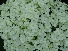 ��������� �����������.JPG