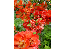 ���� ��������