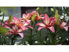 ����� �������� ����