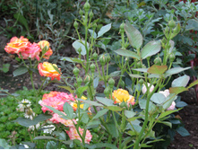 ����������� ���� Sunmaid / ������ ���������