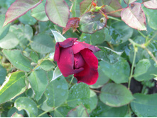 ���� ������� ��� (Munstead Wood) / ������.JPG