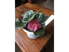 ������ Ness orange Peckoe