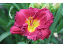 �������� ������ �� 100�