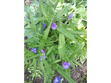 ������������ ������� - 50�.