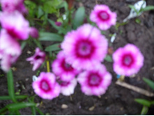 P1070826.JPG �������� ���������