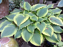 ����� �������� �����, ����� ������� 170��� ��� ����.jpg