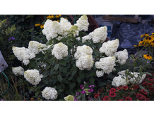 ������ �����