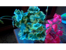 ������������  Frank Headly