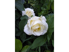 IMG 20180710 192549.jpg