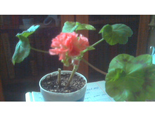 ���������� Powder Puff(������)