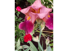 ����� 013.jpg