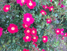 ������� ������.JPG