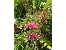 IMG 20180715 151647.jpg