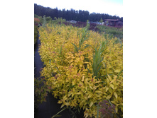 IMG 20180606 180729.jpg