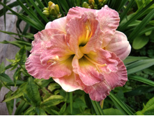 ����� �����.jpg