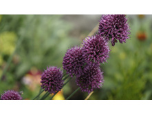 ��� ���. �������������