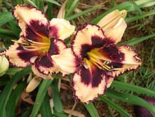 Crystal Pinot, 180-200