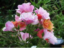 ���� Jazz / ������ ���������.JPG