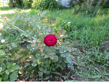 ���� ������� ��� (Munstead Wood) / ������.JPG