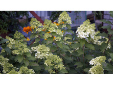 ��������� ����������� �������� �������