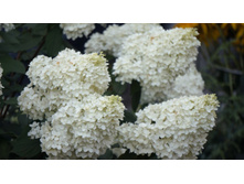 ������ �����