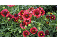 ��������� ����������� ������� ��� ������