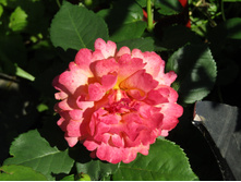 ���� ��� ��� �� (Easy Does It) / ������.JPG