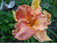 IMG 20180721 084530.jpg